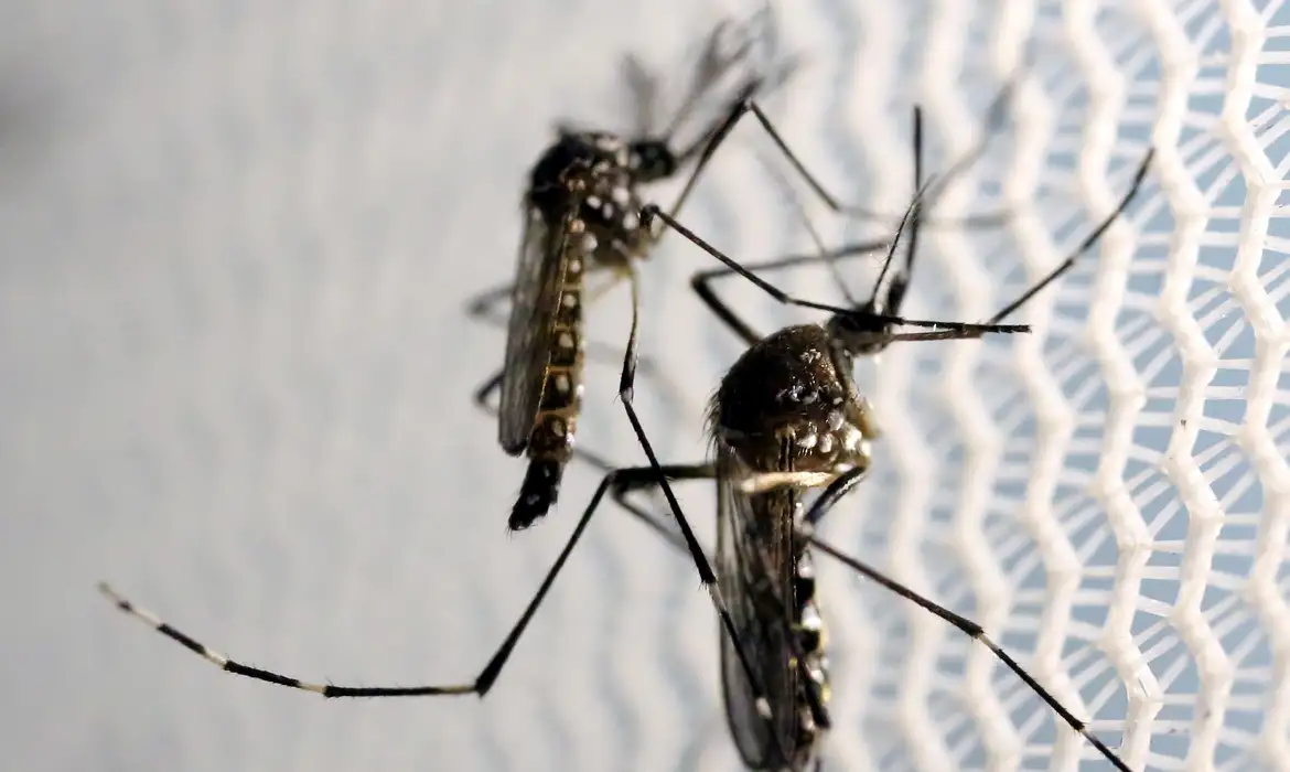 Quase 4 bilhões de pessoas correm risco de infecção pelo Aedes Portal