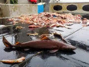 Tubarões pré-históricos estão sendo mortos para a produção de cosméticos