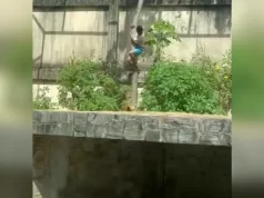 Leoa atacou jovem pelo pescoço, mas não comeu corpo, diz laudo do IML