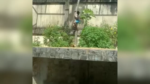 calvo-do-campari-1-1