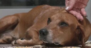 Cão comunitário sofre queimaduras após mulher jogar óleo quente, dizem moradores; vídeo