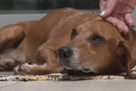 Cão comunitário sofre queimaduras após mulher jogar óleo quente, dizem moradores; vídeo