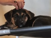 Lei define guarda compartilhada de pets; veja detalhes