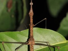 ‘Kamara’ e ‘Mãe da Mata’: toadas do Boi Garantido inspiram nomes de novas espécies de gafanhoto descobertas por pesquisadora no Amazonas
