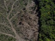 Desmatamento concentra 71% das investigações de crimes ambientais no Amazonas, aponta estudo