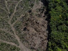 Desmatamento concentra 71% das investigações de crimes ambientais no Amazonas, aponta estudo