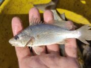 Cientistas identificam taxa recorde de deformações em peixes do ES
