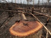 Estudo mostra que Amazonas é o estado com maior área de terras públicas ‘sem destinação’ na Amazônia Legal