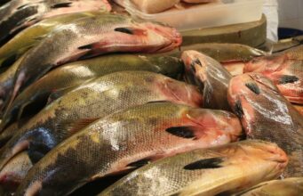 Feirão do Pescado Manejado, em Manaus, terá pirarucu e tambaqui com quilo a partir de R$ 8