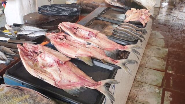 peixe-itacoatiara (1)