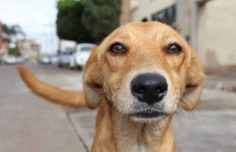 Mais de 400 mil animais domésticos são abandonados neste ano pelas ruas de Manaus