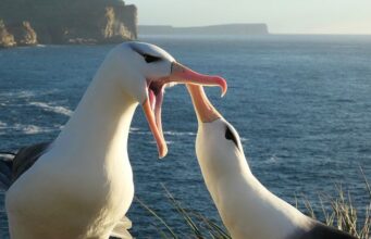 Mudanças climáticas podem estar levando a mais ‘divórcios’ dos albatrozes, diz estudo