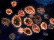 Cientistas descobrem gene que pode explicar por que algumas pessoas nunca tiveram Covid-19