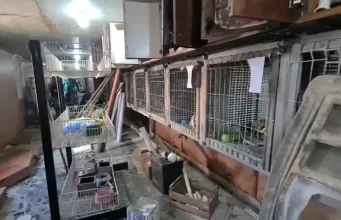 ‘Situação de horror’, diz delegado sobre clínica que tinha cão em máquina de lavar e pets mortos