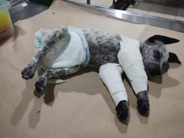 cachorrinho-ferido-manaus