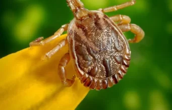 Potencial vacina contra febre maculosa visa controle do carrapato transmissor