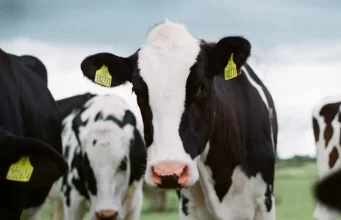 Estudo sugere que um nutriente de carne e laticínios pode ajudar no combate ao câncer