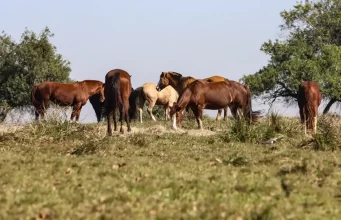 Três pessoas tiveram encefalite equina venezuelana no AM, diz Fiocruz