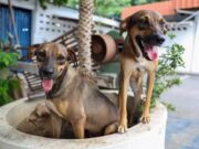 Tutores de cães e gatos podem receber ração gratuita em Manaus; veja como se inscrever