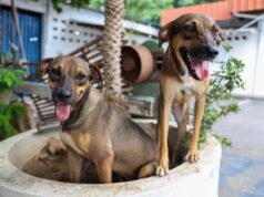 Tutores de cães e gatos podem receber ração gratuita em Manaus; veja como se inscrever