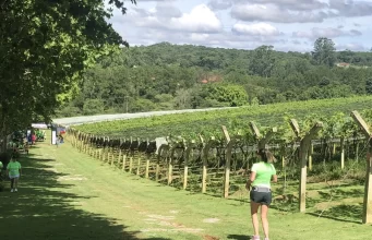 Acordo Mercosul-UE: Brasil terá vinhos europeus mais acessíveis e premium