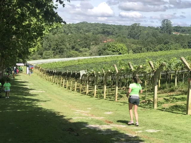 Corrida-vinho-vinhedos-vinicola-goes-