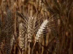Alta do petróleo e guerra provocam forte alta de grãos e volatilidade