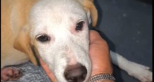 Tripulante que resgatou cadela à deriva em rio no AM diz que animal está bem e ganhou nome: ‘Yara’