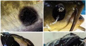 Cientistas descrevem o primeiro câncer contagioso entre peixes: as células do tumor passam de um animal para outro